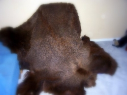 Bison hide for rug, furniture or garment.

